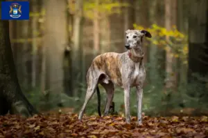 Read more about the article Greyhound breeders and puppies in Michigan