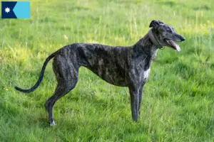 Read more about the article Greyhound breeders and puppies in Minnesota