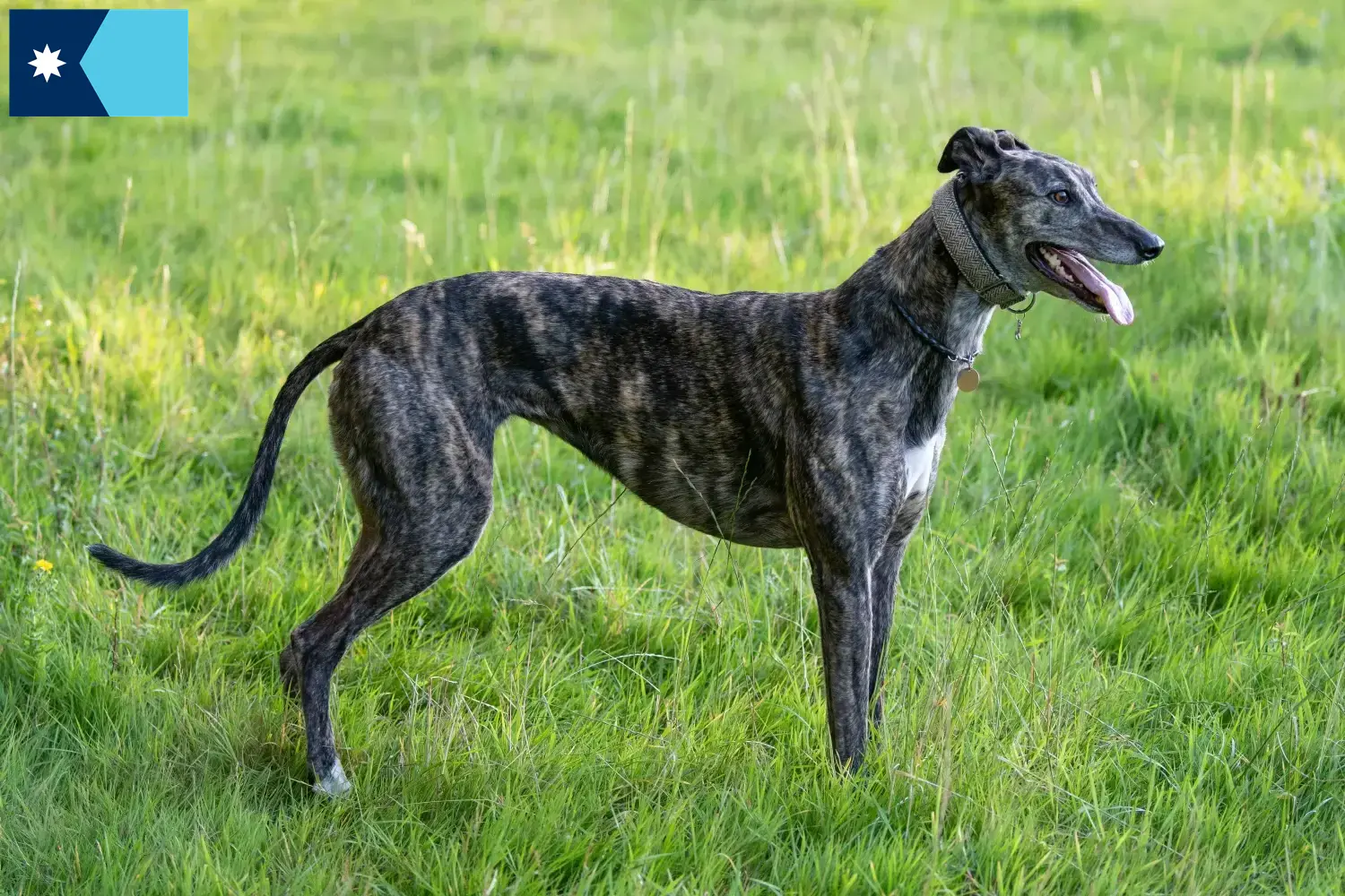 Read more about the article Greyhound breeders and puppies in Minnesota