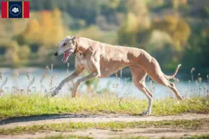Read more about the article Greyhound breeders and puppies in Mississippi