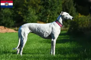 Read more about the article Greyhound breeders and puppies in Missouri