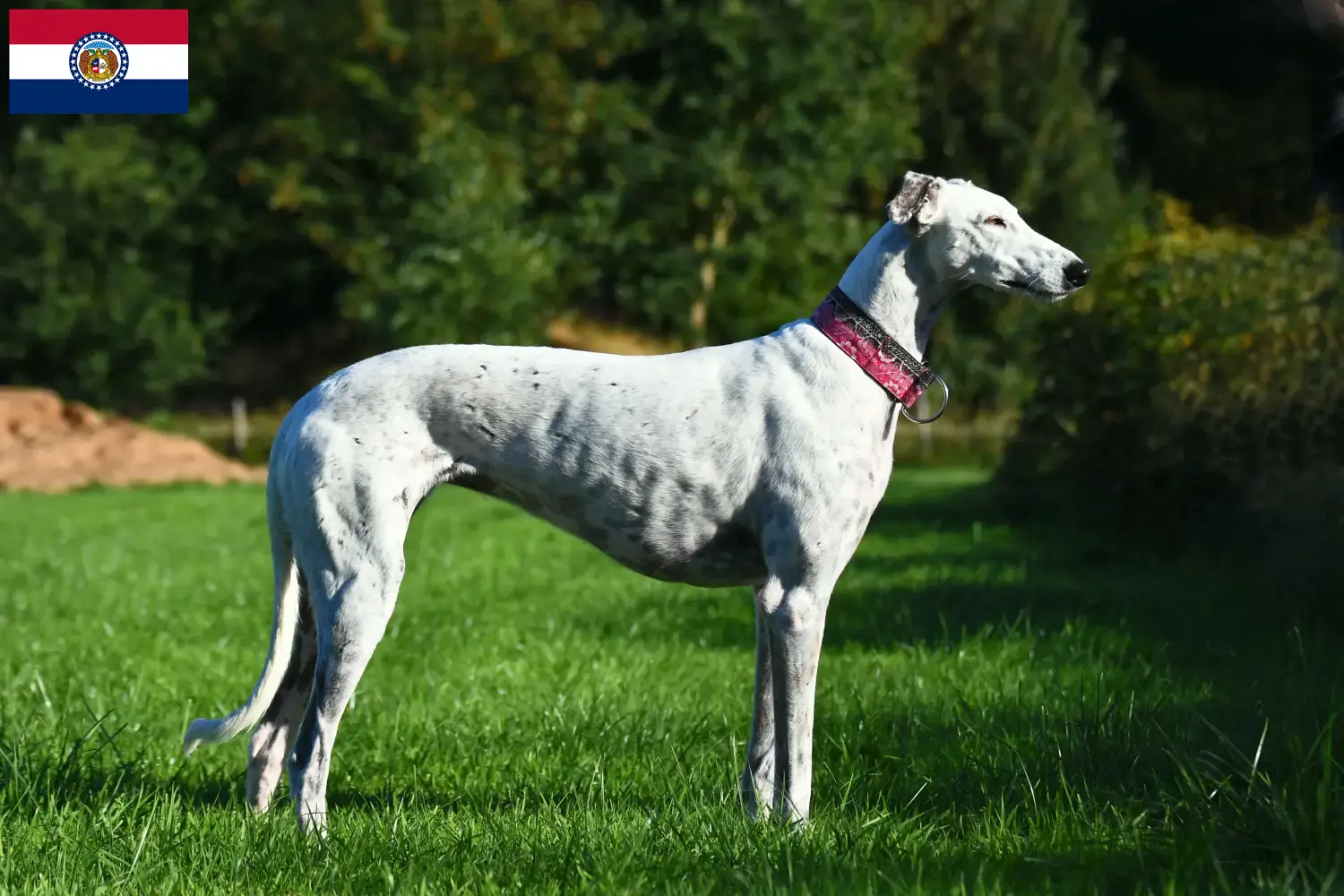 Greyhound puppies and breeders Missouri Find Greyhounds breeders in Missouri here.