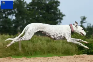 Read more about the article Greyhound breeders and puppies in Nevada
