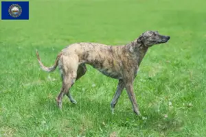 Read more about the article Greyhound breeders and puppies in New Hampshire