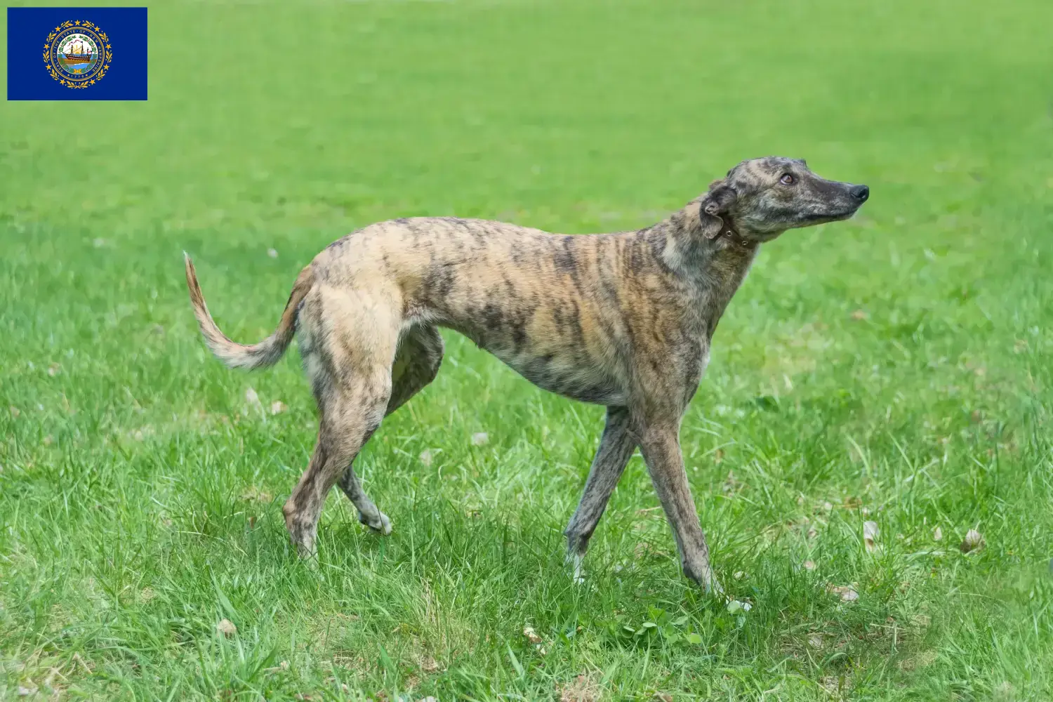Greyhound puppies and breeders New Hampshire Find Greyhounds breeders in New Hampshire here.
