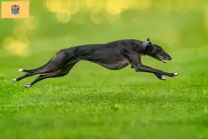 Read more about the article Greyhound breeders and puppies in New Jersey