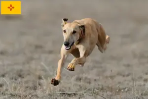 Read more about the article Greyhound breeders and puppies in New Mexico