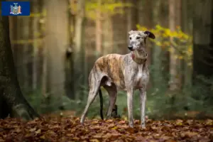 Read more about the article Greyhound breeders and puppies in New York