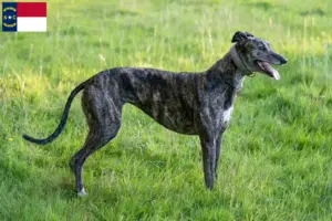 Read more about the article Greyhound breeders and puppies in North Carolina