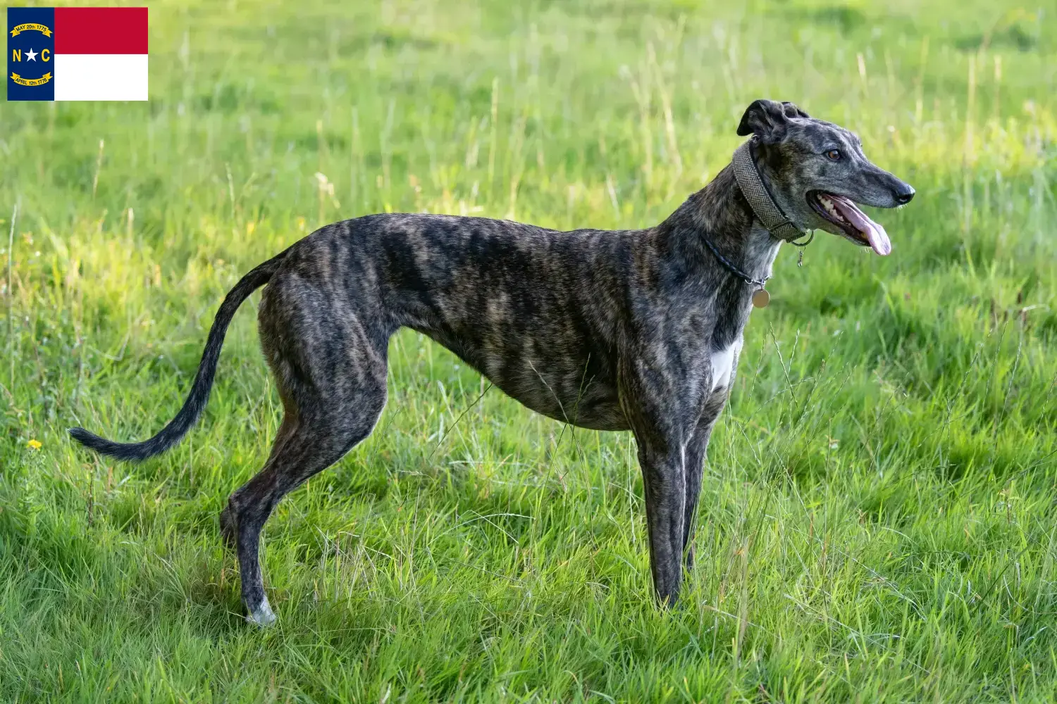 Greyhound puppies and breeders North Carolina Find Greyhounds breeders in North Carolina.