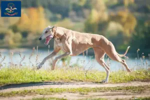 Read more about the article Greyhound breeders and puppies in North Dakota