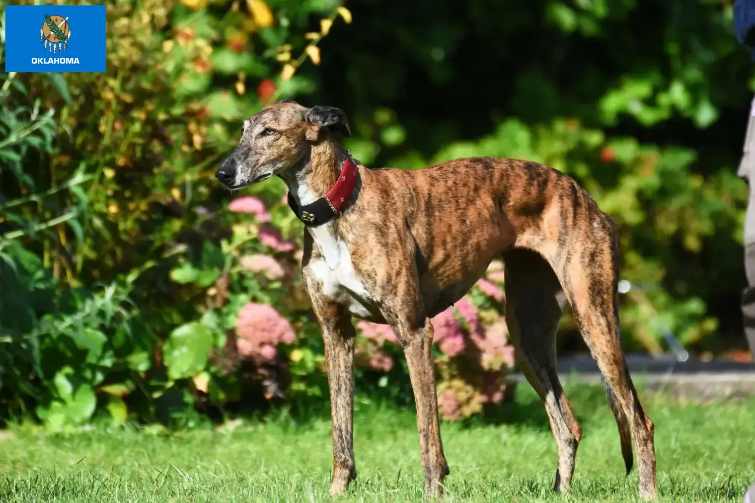 Greyhound puppies and breeders Oklahoma Find Greyhounds breeders in Oklahoma.