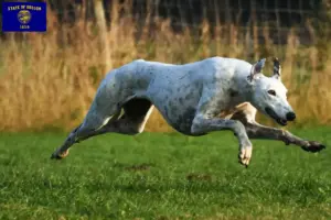Read more about the article Greyhound breeders and puppies in Oregon