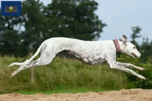Read more about the article Greyhound breeders and puppies in Pennsylvania