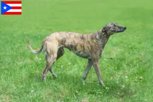 Read more about the article Greyhound breeders and puppies in Puerto Rico