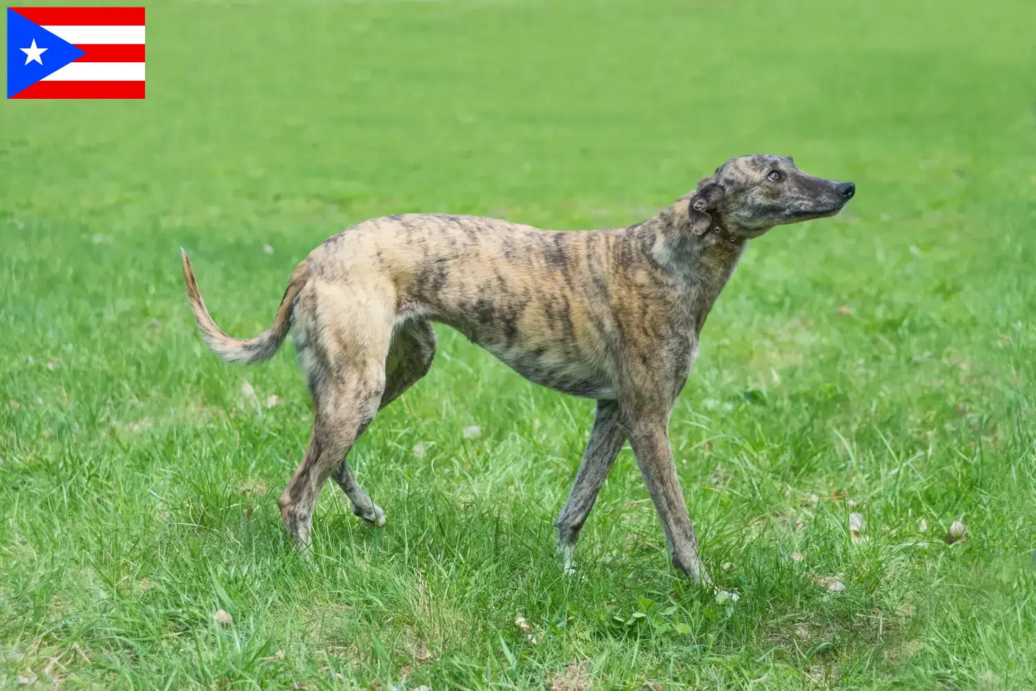Greyhound puppies and breeders Puerto Rico Find Greyhounds breeders in Puerto Rico here.