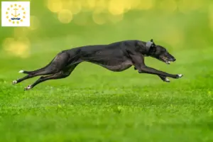 Read more about the article Greyhound breeders and puppies in Rhode Island