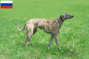 Read more about the article Greyhound breeders and puppies in Russia