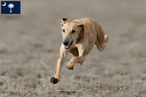Read more about the article Greyhound breeders and puppies in South Carolina