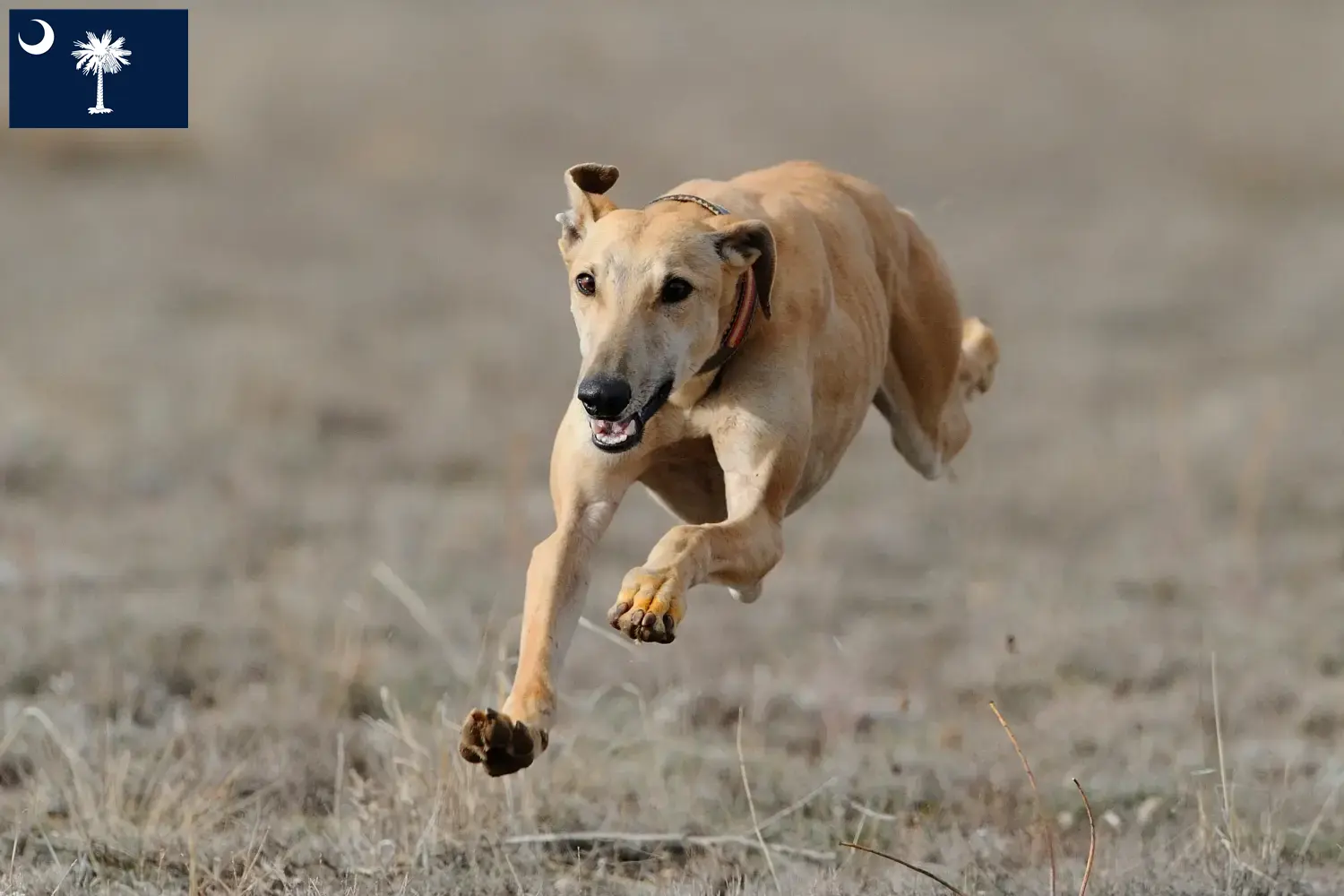 Read more about the article Greyhound breeders and puppies in South Carolina