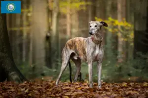Read more about the article Greyhound breeders and puppies in South Dakota