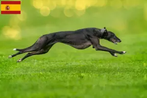 Read more about the article Greyhound breeders and puppies in Spain