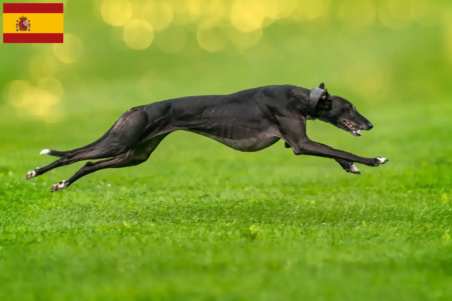 Greyhound puppies and breeders Spain Here you can find Greyhounds breeders in Spain.