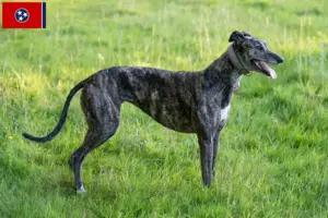 Read more about the article Greyhound breeders and puppies in Tennessee