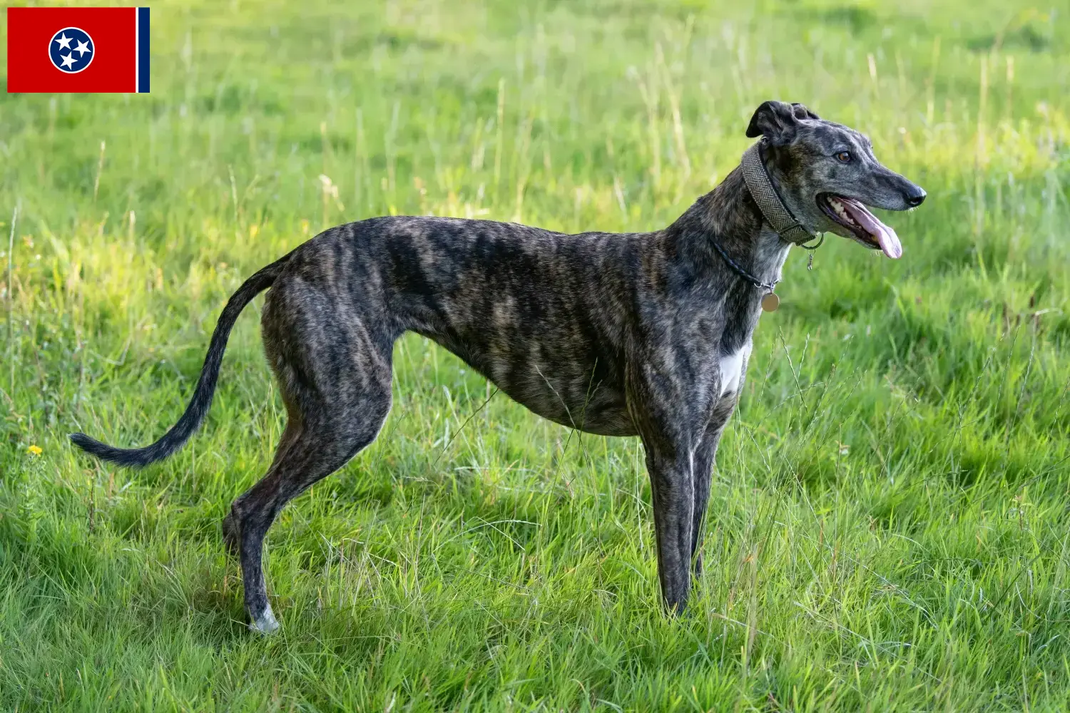 Greyhound puppies and breeders Tennessee Find Greyhounds breeders in Tennessee.