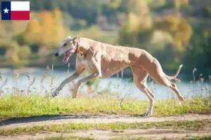 Read more about the article Greyhound breeders and puppies in Texas