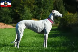 Read more about the article Greyhound breeders and puppies in Utah