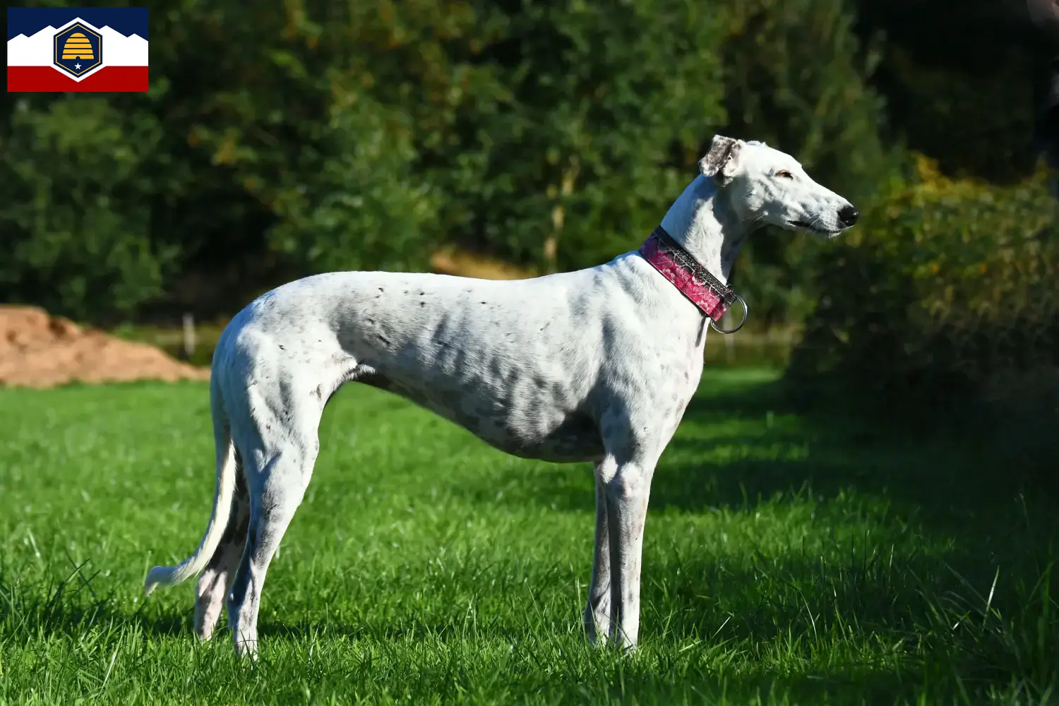 Greyhound puppies and breeders Utah Here you can find Greyhound breeders in Utah.