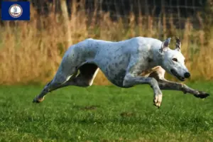 Read more about the article Greyhound breeders and puppies in Virginia