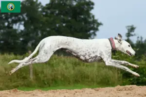 Read more about the article Greyhound breeders and puppies in Washington