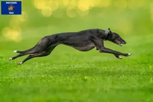 Read more about the article Greyhound breeders and puppies in Wisconsin