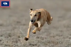 Read more about the article Greyhound breeders and puppies in Wyoming