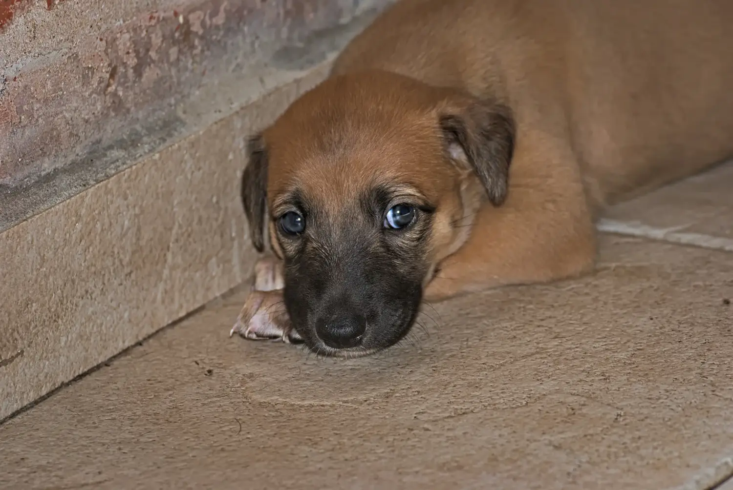 Buying a Greyhound puppy means taking responsibility! Buy Greyhound puppies.