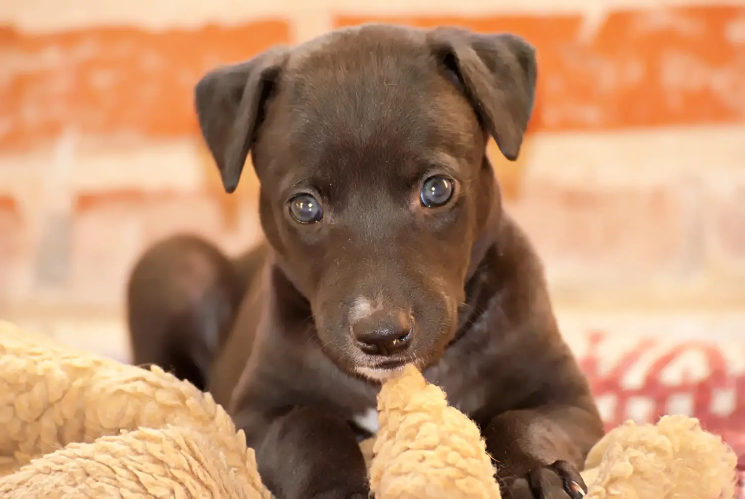 Buying a Greyhound puppy means taking responsibility! Buy Greyhound puppies.