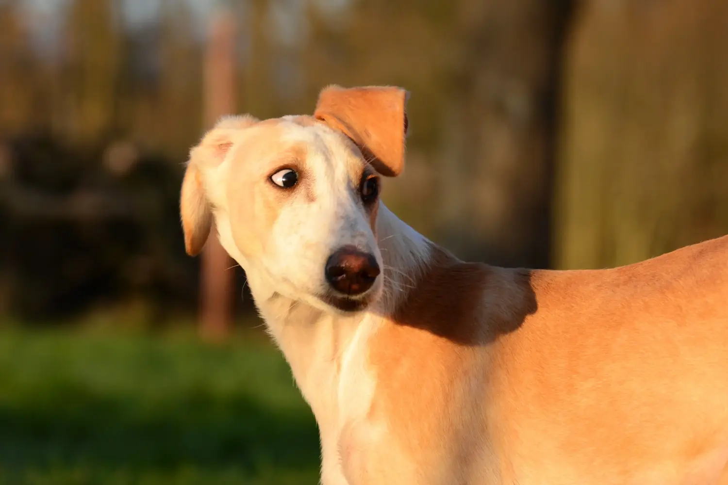 Buying a Greyhound puppy means taking responsibility! Buy Greyhound puppies.