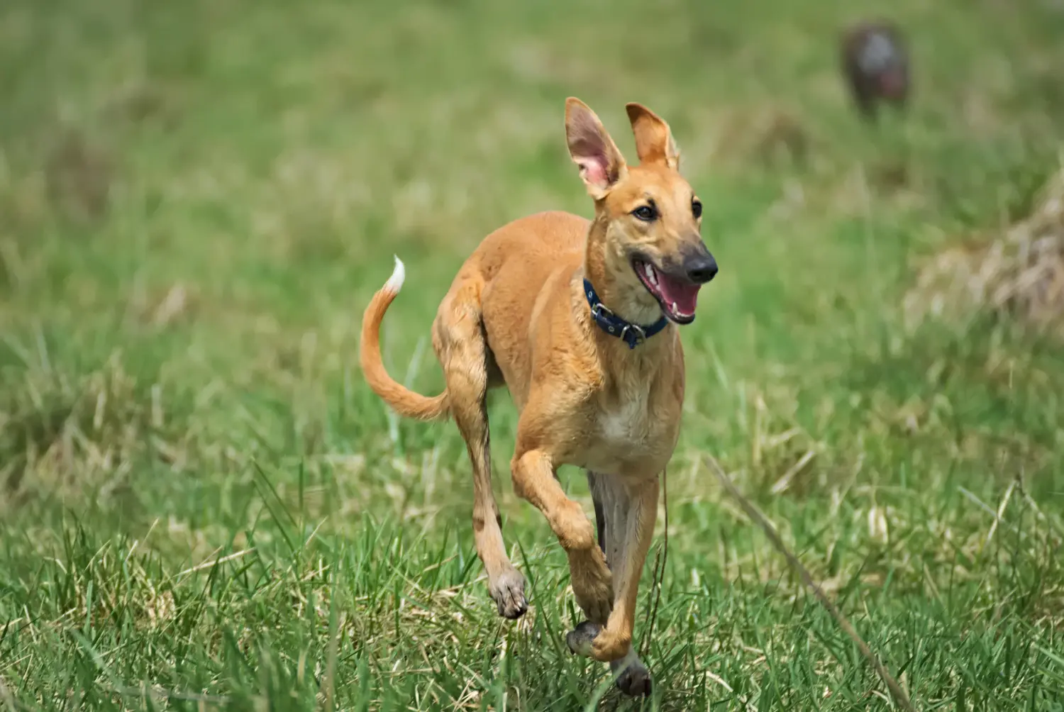 Buying a Greyhound puppy means taking responsibility! Buy Greyhound puppies.