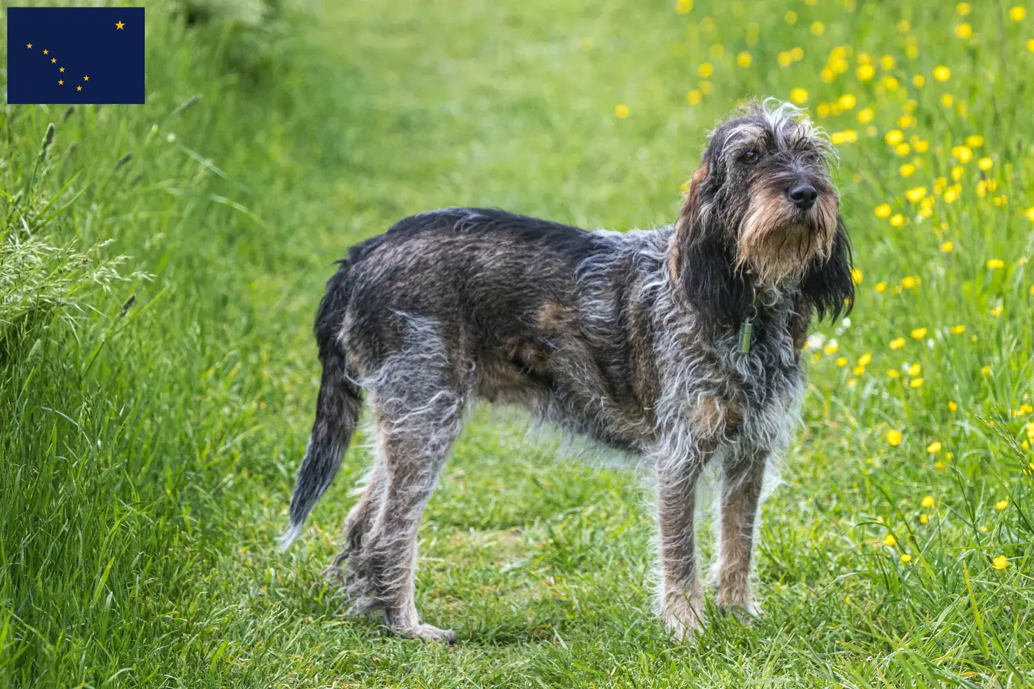 Read more about the article Griffon Bleu de Gascogne breeders and puppies in Alaska