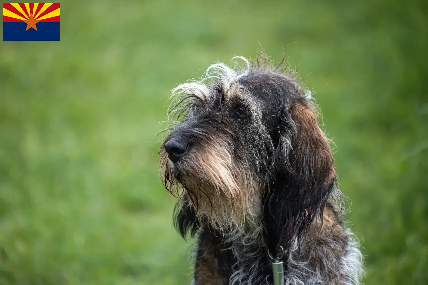 Read more about the article Griffon Bleu de Gascogne breeders and puppies in Arizona