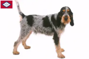 Read more about the article Griffon Bleu de Gascogne breeders and puppies in Arkansas