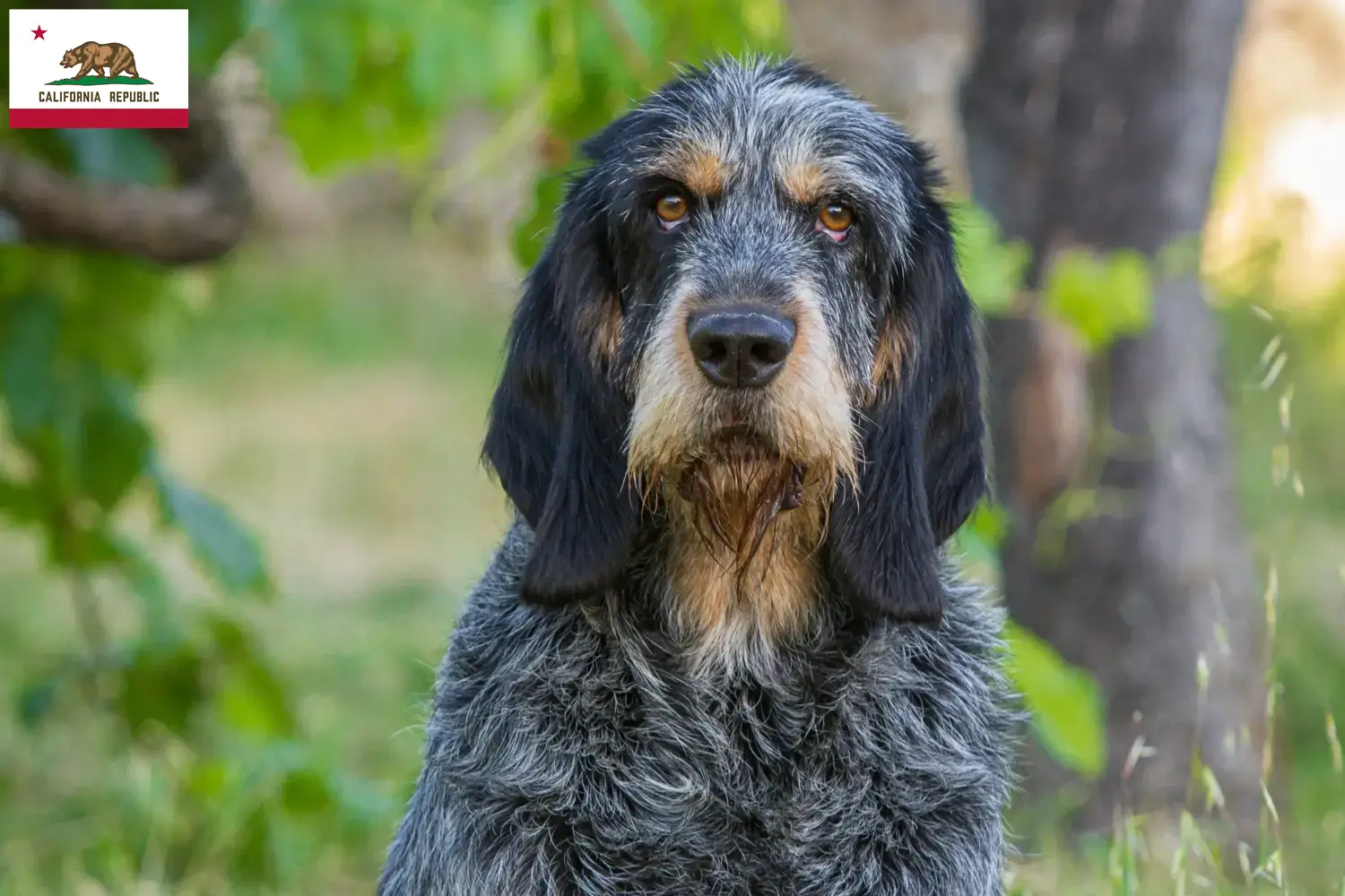 Read more about the article Griffon Bleu de Gascogne breeders and puppies in California