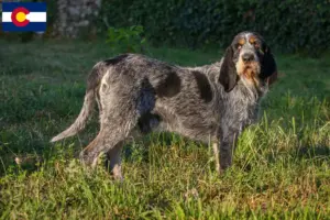 Read more about the article Griffon Bleu de Gascogne breeders and puppies in Colorado