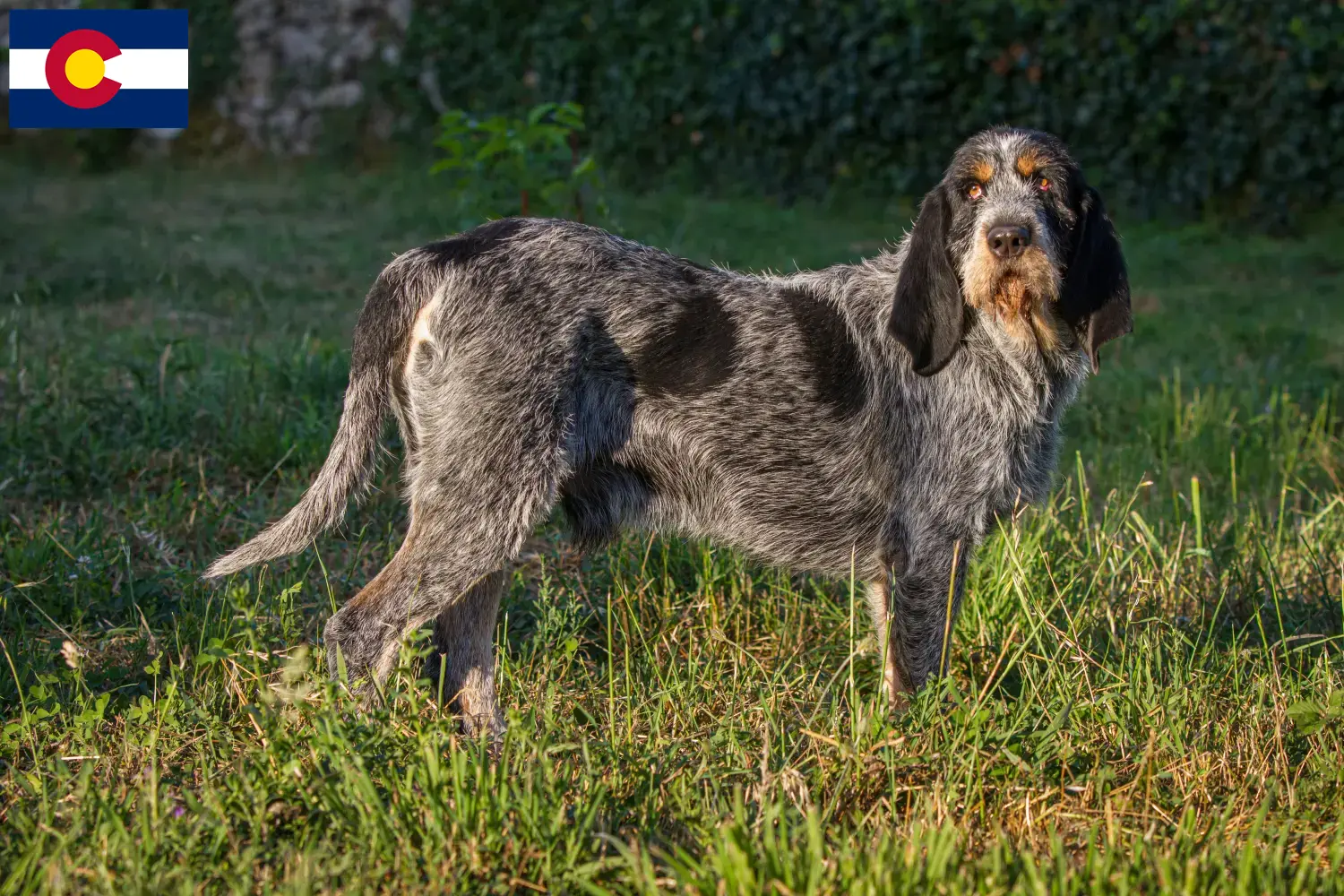 Read more about the article Griffon Bleu de Gascogne breeders and puppies in Colorado
