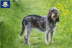 Read more about the article Griffon Bleu de Gascogne breeders and puppies in Connecticut
