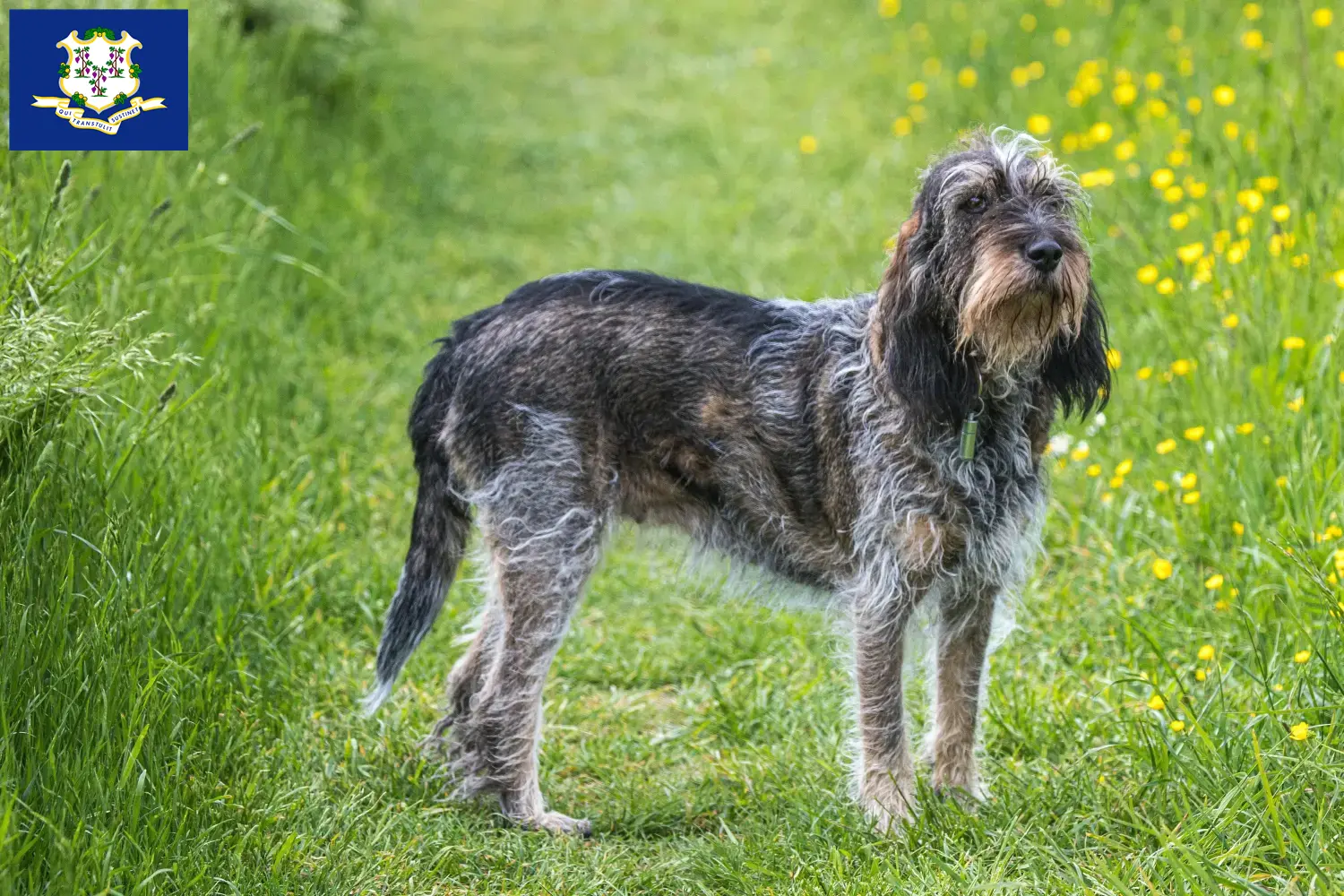 Read more about the article Griffon Bleu de Gascogne breeders and puppies in Connecticut