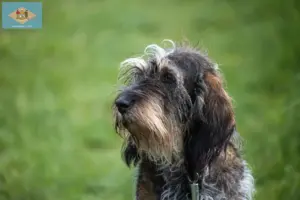 Read more about the article Griffon Bleu de Gascogne breeders and puppies in Delaware