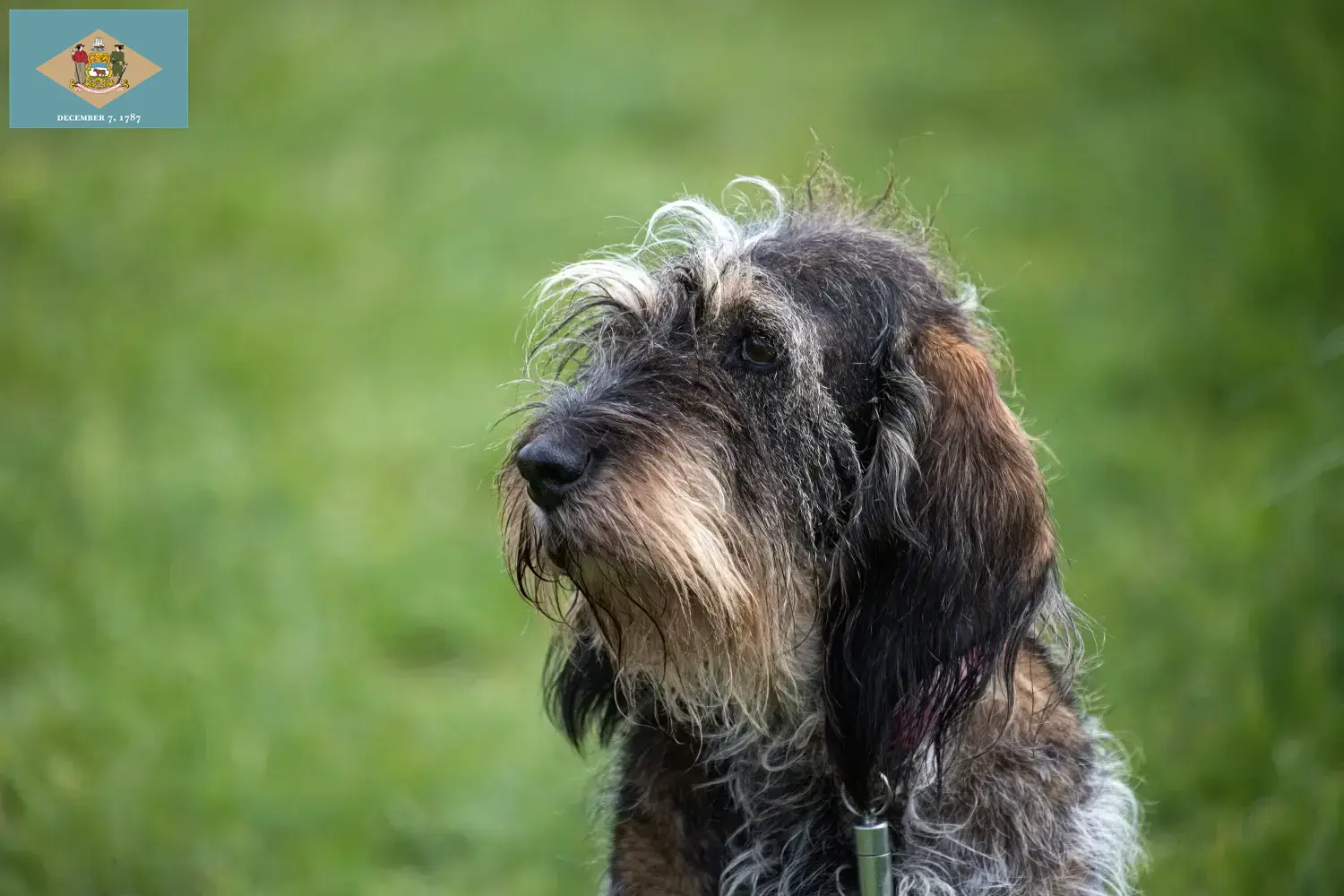 Read more about the article Griffon Bleu de Gascogne breeders and puppies in Delaware